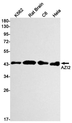 AZI2 Rabbit Monoclonal Antibody