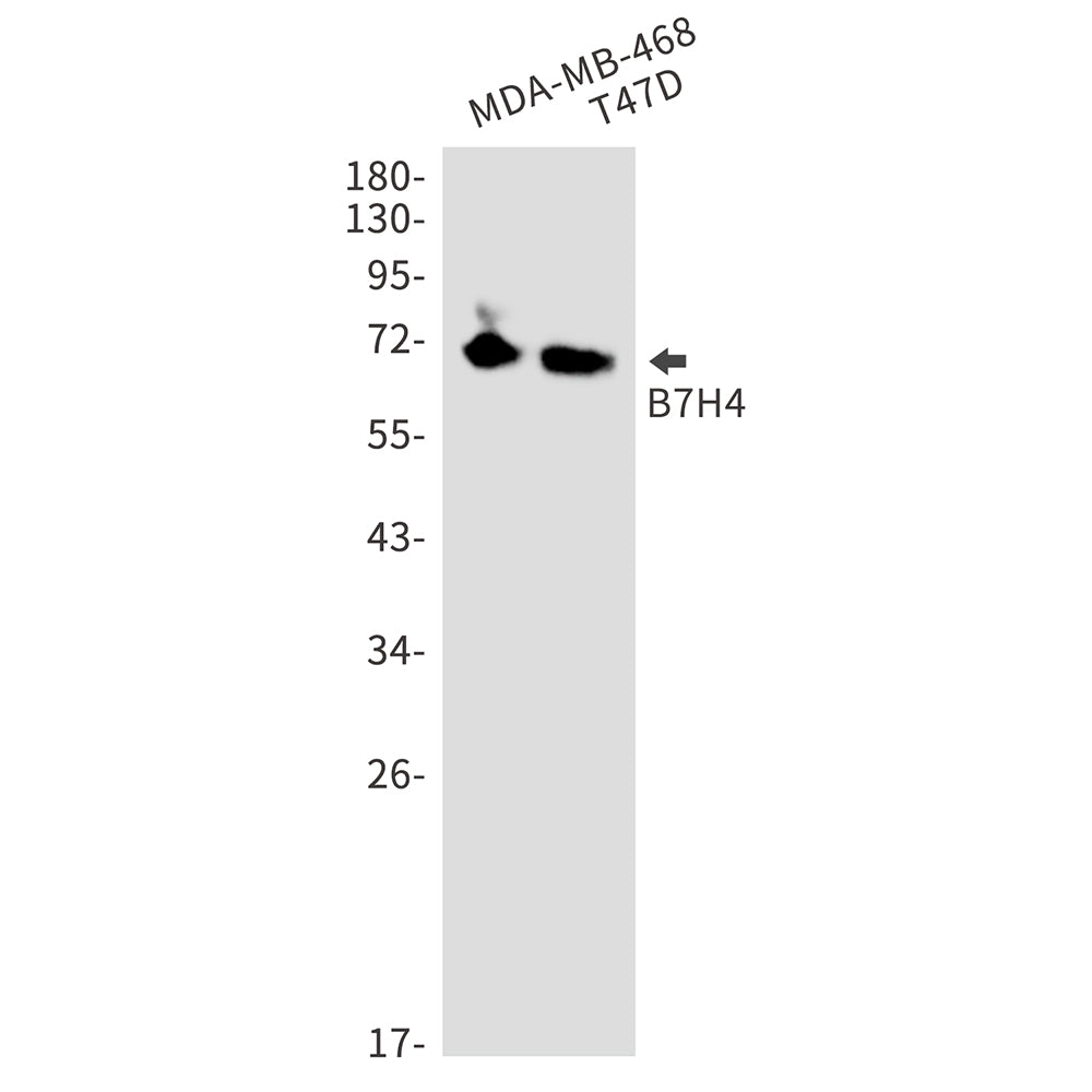 B7H4 Rabbit Monoclonal Antibody