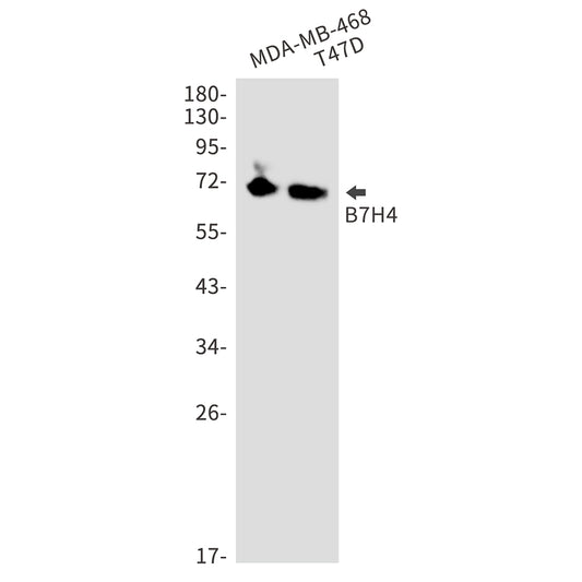 B7H4 Rabbit Monoclonal Antibody