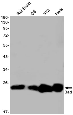 Bad Rabbit Monoclonal Antibody