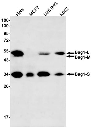 BAG1 Rabbit Monoclonal Antibody