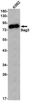 BAG3 Rabbit Monoclonal Antibody