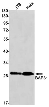 BAP31 Rabbit Monoclonal Antibody