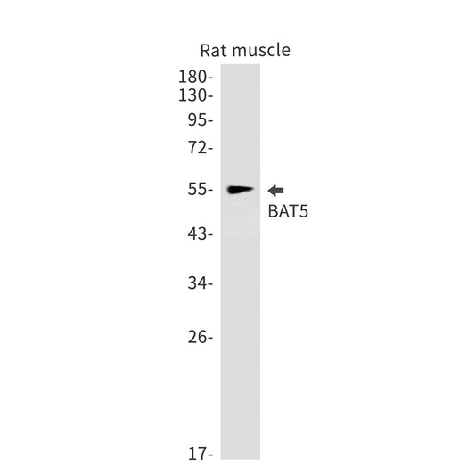 BAT5 Rabbit Monoclonal Antibody