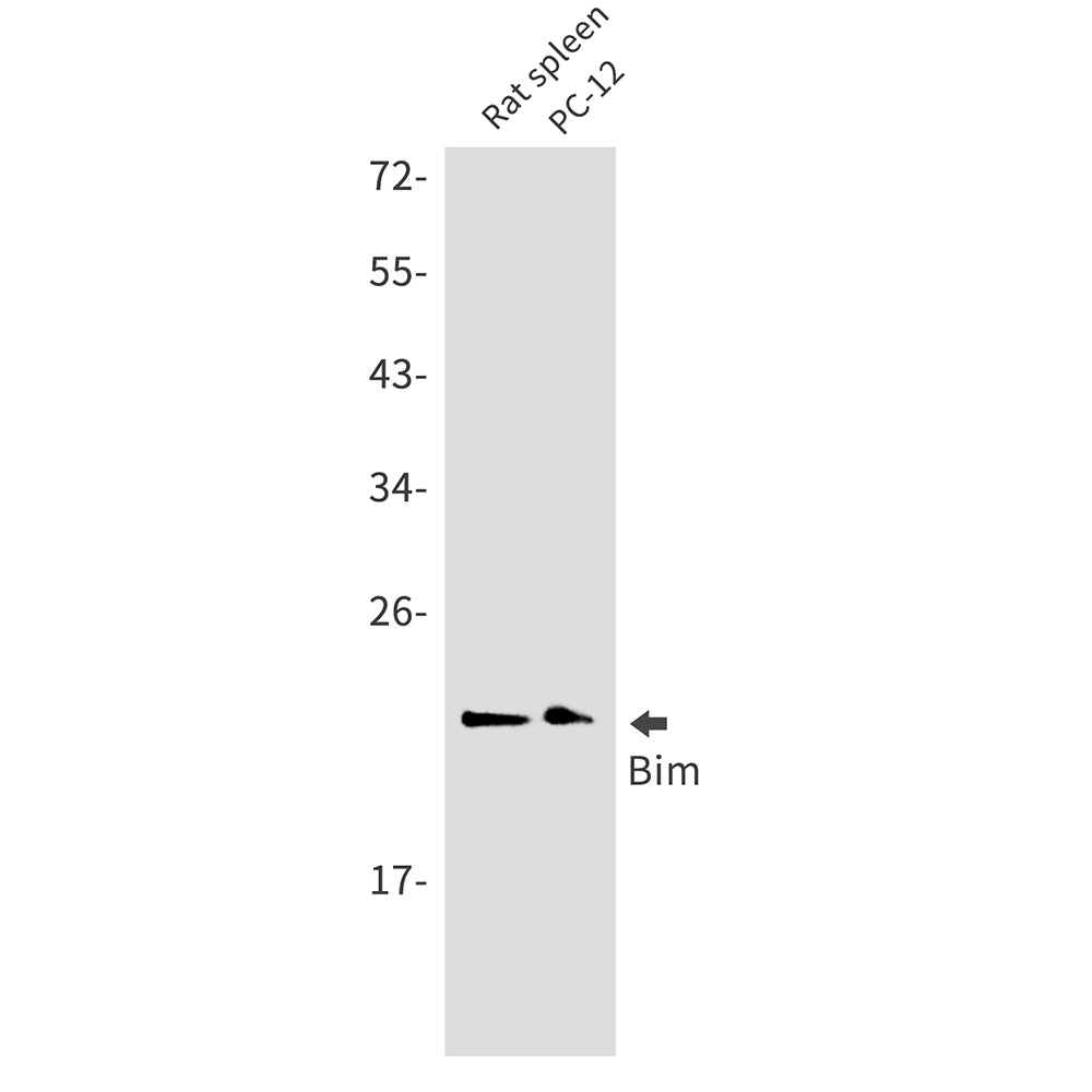 Bim Rabbit Monoclonal Antibody