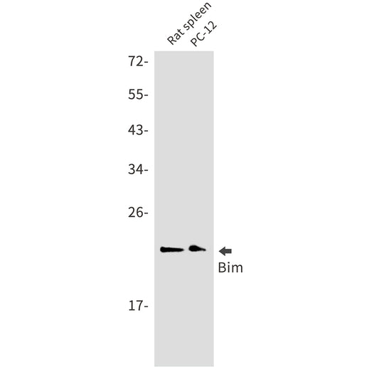Bim Rabbit Monoclonal Antibody