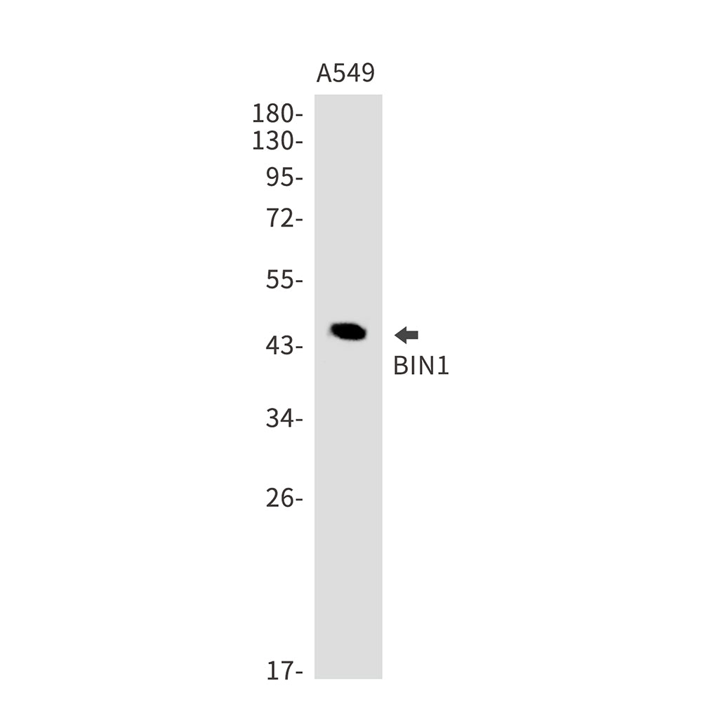 BIN1 Rabbit Monoclonal Antibody