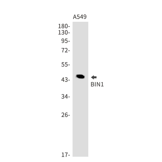 BIN1 Rabbit Monoclonal Antibody