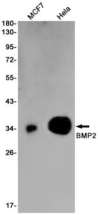 BMP2 Rabbit Monoclonal Antibody
