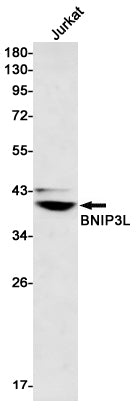 BNIP3L Rabbit Monoclonal Antibody