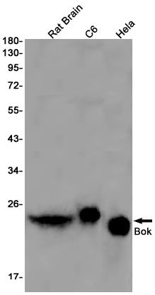 Bok Rabbit Monoclonal Antibody
