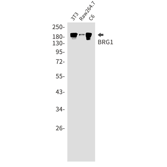 BRG1 Rabbit Monoclonal Antibody