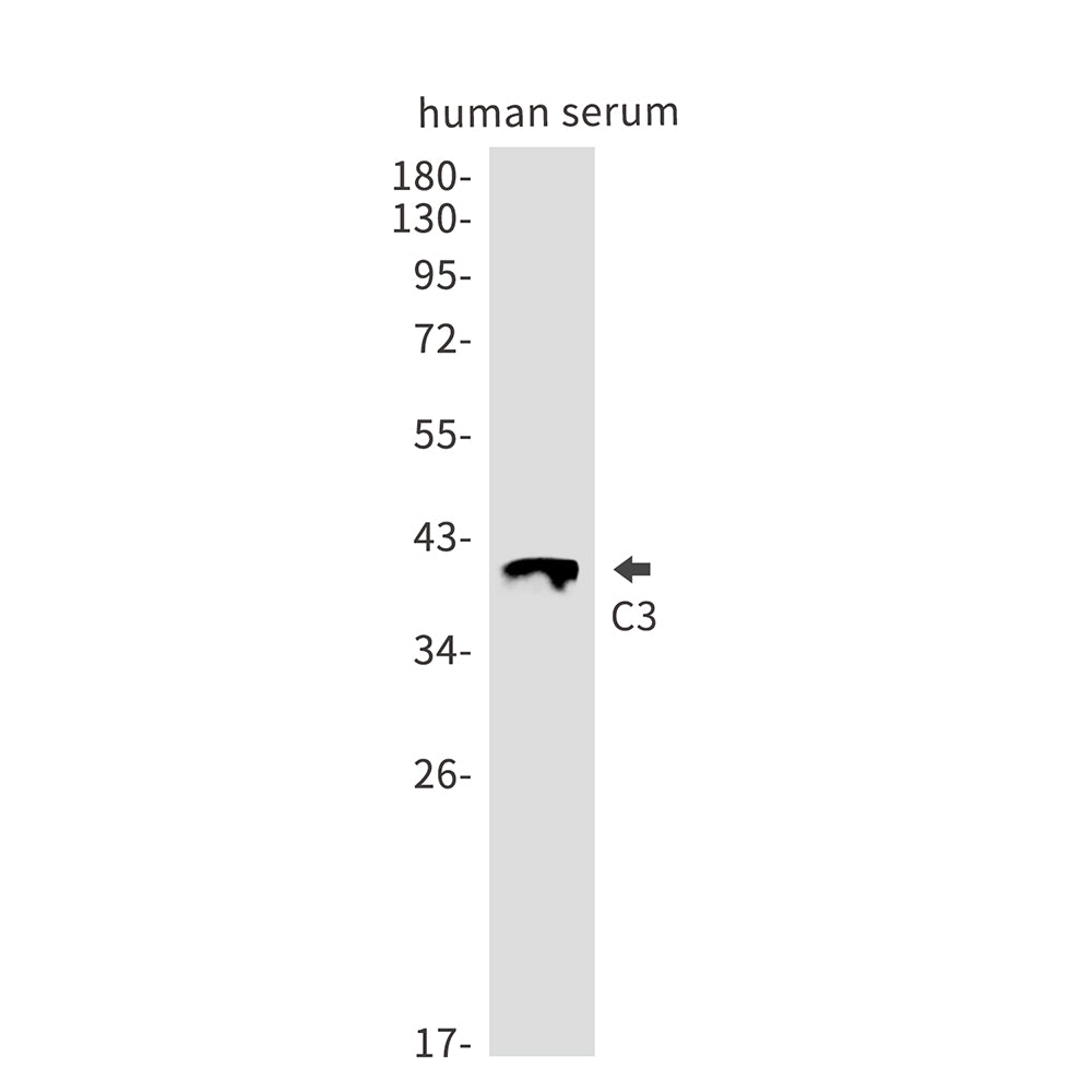 C3 Rabbit Monoclonal Antibody