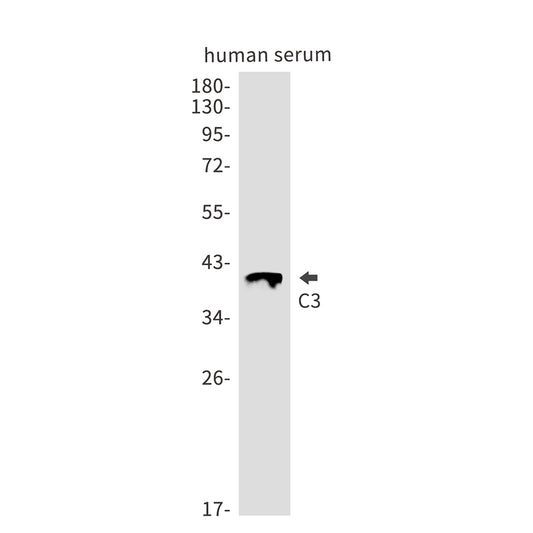C3 Rabbit Monoclonal Antibody