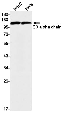 C3 Rabbit Monoclonal Antibody
