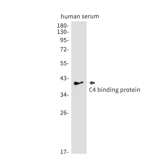C4 Binding Protein Rabbit Monoclonal Antibody