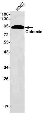 Calnexin Rabbit Monoclonal Antibody