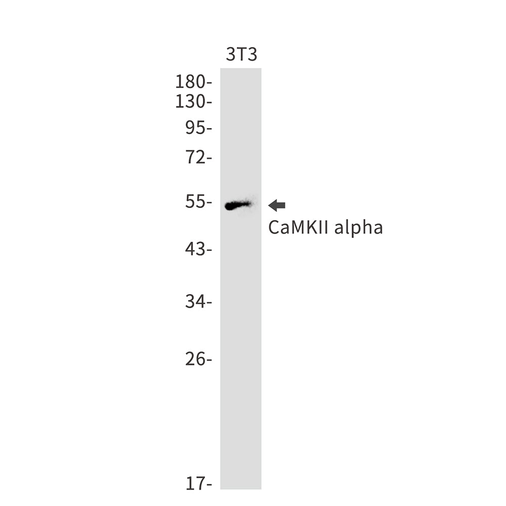 CaMKII alpha Rabbit Monoclonal Antibody