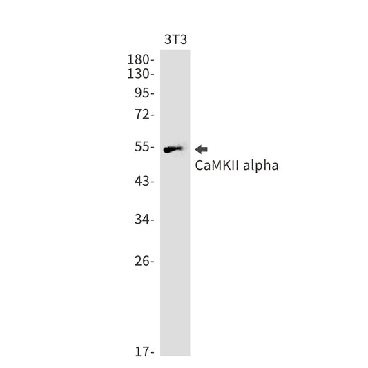 CaMKII alpha Rabbit Monoclonal Antibody
