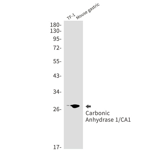 Carbonic Anhydrase 1 Rabbit Monoclonal Antibody