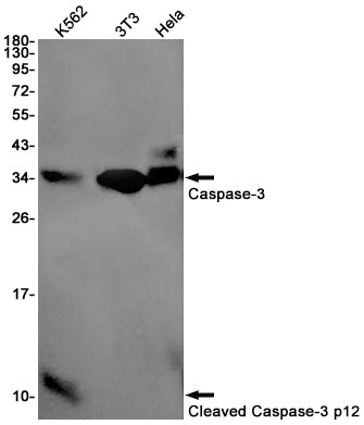 Cleaved-Caspase 3 p12 Rabbit Monoclonal Antibody