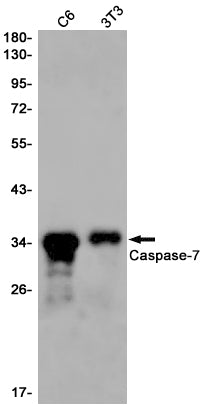 Caspase 7 Rabbit Monoclonal Antibody