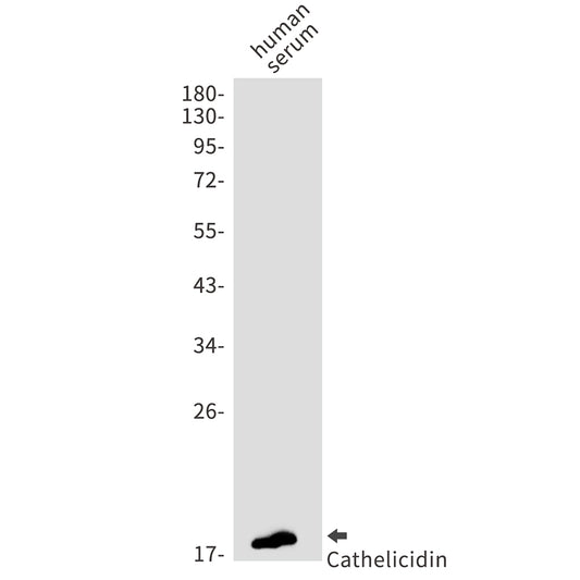 Cathelicidin Rabbit Monoclonal Antibody