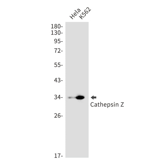 Cathepsin Z Rabbit Monoclonal Antibody