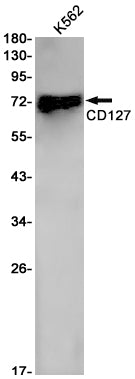 CD127 Rabbit Monoclonal Antibody
