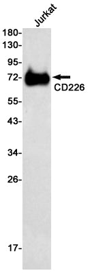 CD226 Rabbit Monoclonal Antibody