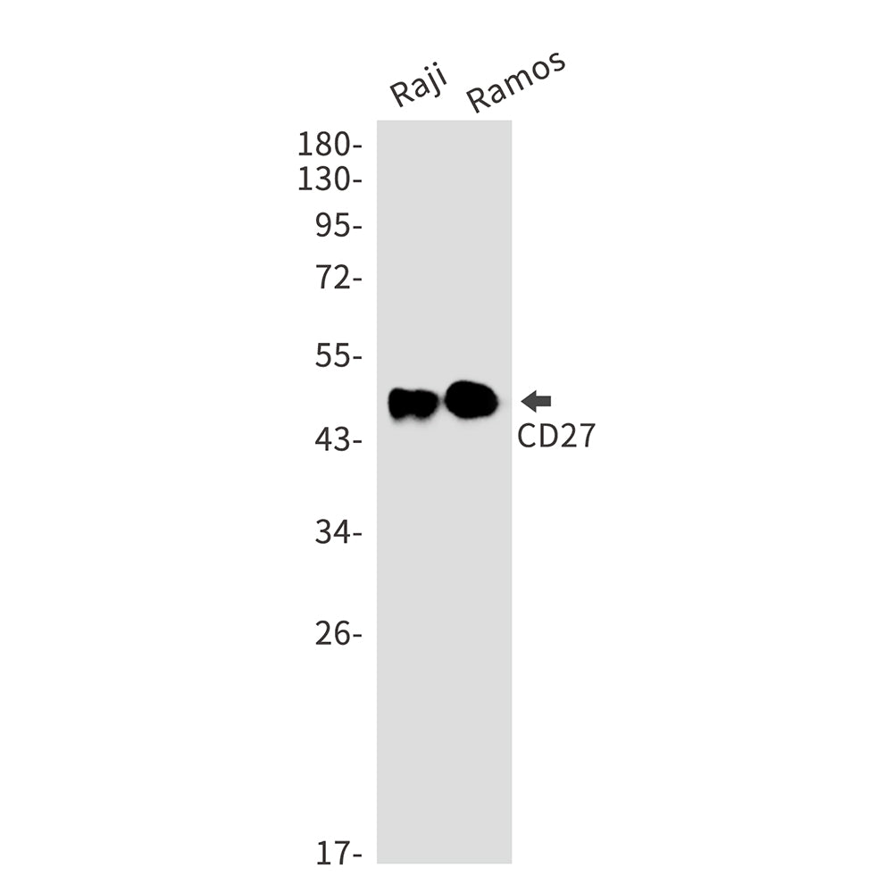 CD27 Rabbit Monoclonal Antibody
