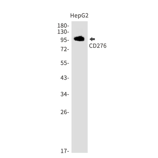 CD276 Rabbit Monoclonal Antibody