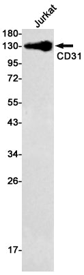 CD31 Rabbit Monoclonal Antibody
