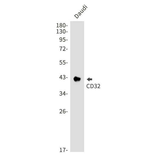 CD32 Rabbit Monoclonal Antibody