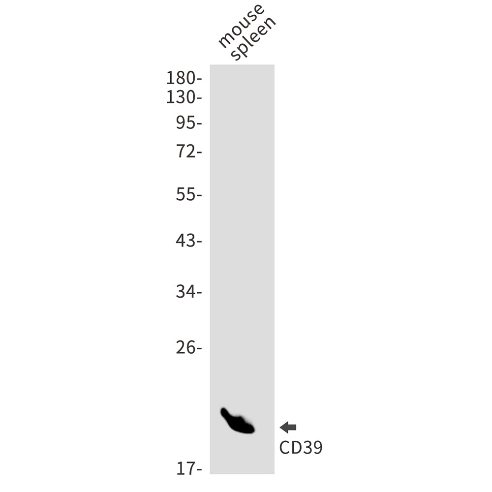 CD39 Rabbit Monoclonal Antibody
