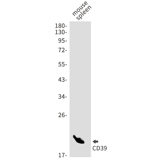 CD39 Rabbit Monoclonal Antibody