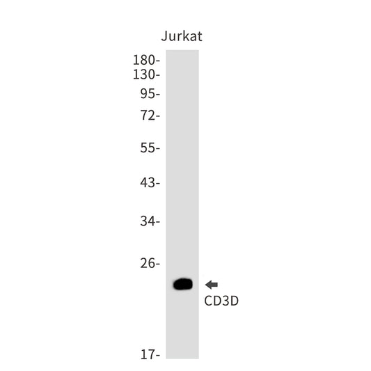 CD3D Rabbit Monoclonal Antibody