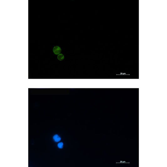 CD3G Rabbit Monoclonal Antibody