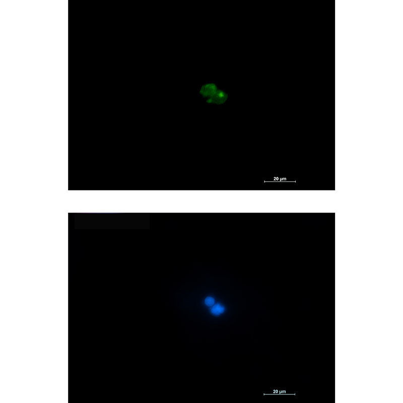 CD7 Rabbit Monoclonal Antibody