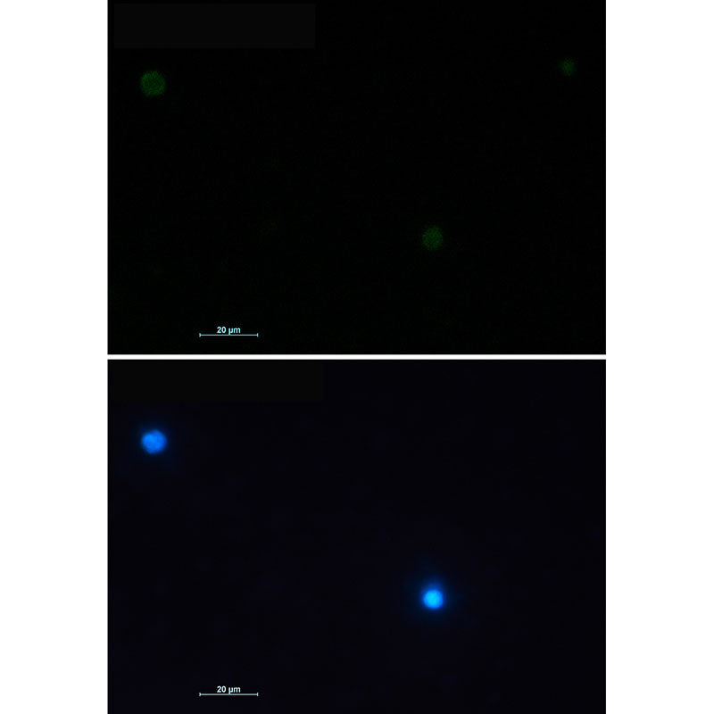 CD79a Rabbit Monoclonal Antibody