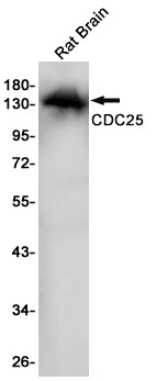 CDC25 Rabbit Monoclonal Antibody