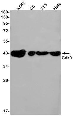 CDK9 Rabbit Monoclonal Antibody