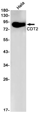 CDT2 Rabbit Monoclonal Antibody
