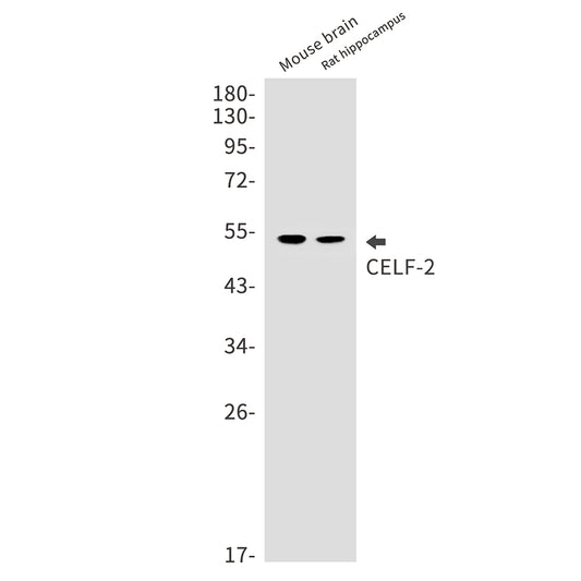 CELF2 Rabbit Monoclonal Antibody