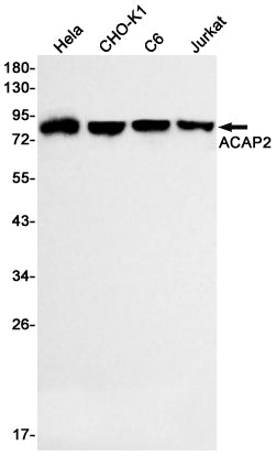 ACAP2 Rabbit Monoclonal Antibody