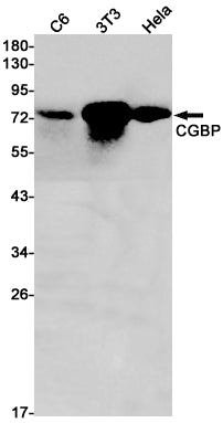 CGBP Rabbit Monoclonal Antibody