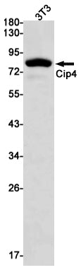 CIP4 Rabbit Monoclonal Antibody