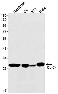 CLIC4 Rabbit Monoclonal Antibody