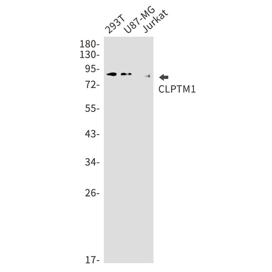CLPTM1 Rabbit Monoclonal Antibody