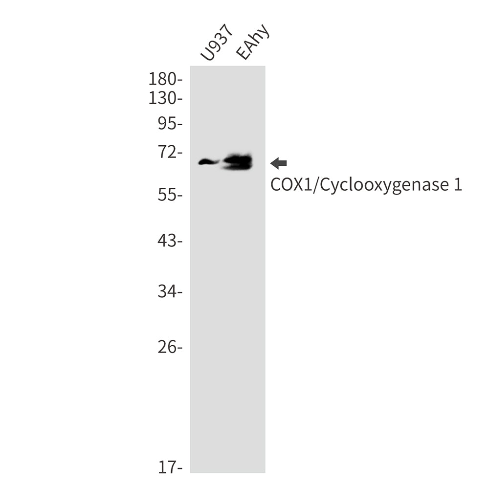 Cyclooxygenase 1 Rabbit Monoclonal Antibody